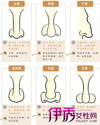 鼻子面向|鼻相分析10款｜鼻樑有節及橫紋、豬膽鼻、鼻頭下垂代表甚麼？姻 